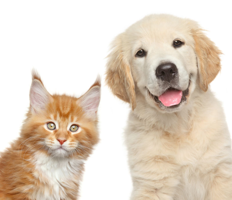 What more potential health ingredients are waiting to be explored in the pet food market?