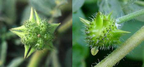 Tribulus terrestris extract —— thistle saponins
