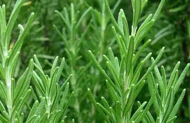 Natural high Antioxidant Rosemary